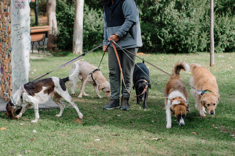Professional Dog Walkers: Your Complete Guide to Finding the Perfect Match