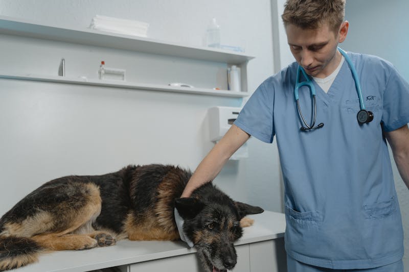 Emergency Veterinary Care: Your Complete Guide to Pet Emergency Services