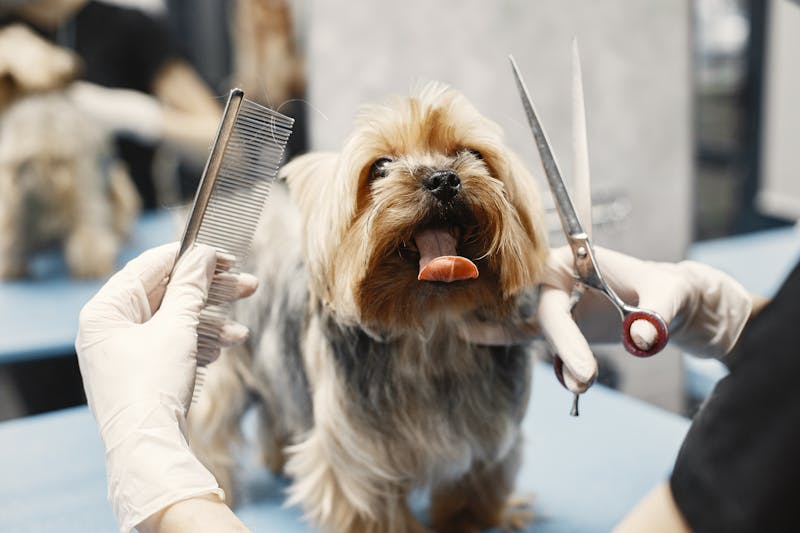 Mobile Dog Grooming: Why Home Service Changed Our Grooming Game Forever
